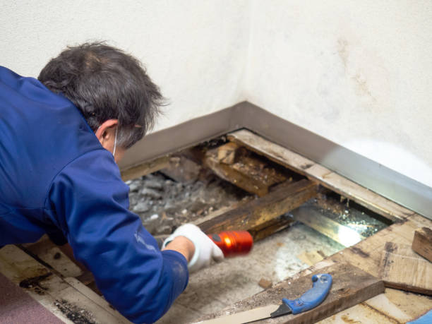 Best Attic Mold Remediation in Ypsilanti, MI