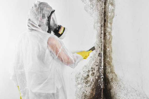 Best Crawl Space Mold Remediation in Ypsilanti, MI