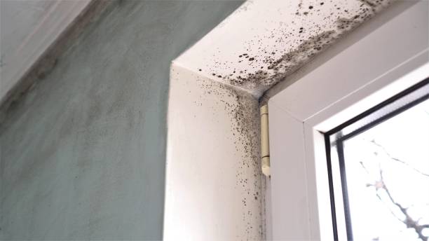 Best Mold Remediation for Schools in Ypsilanti, MI