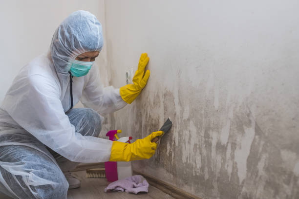 Best Mold Remediation for Specific Building Types in Ypsilanti, MI