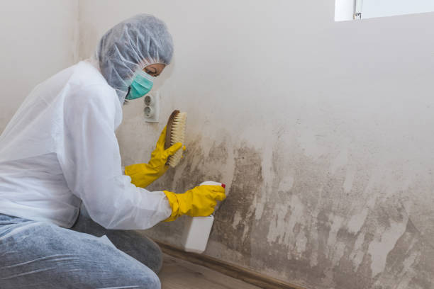 Best Basement Mold Remediation in Ypsilanti, MI