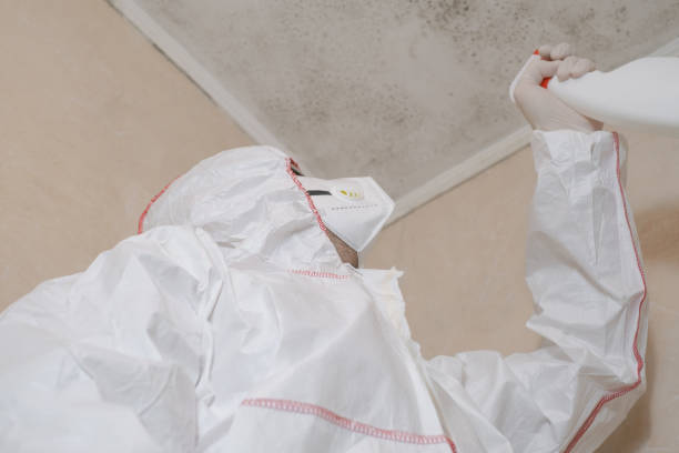 Best Health and Safety Mold Remediation in Ypsilanti, MI