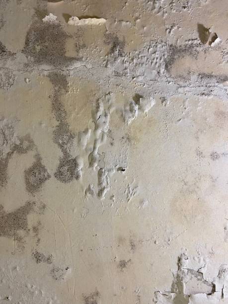 Best Residential Mold Remediation in Ypsilanti, MI