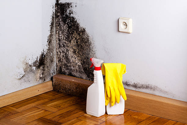 Best DIY Mold Remediation Support Services in Ypsilanti, MI