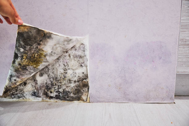 Professional Mold Remediation in Ypsilanti, MI